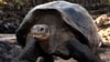 Studi: Kura-kura Galapagos Terancam Sampah