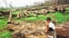 Report Blames Tycoon For Major Forest Destruction