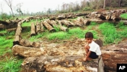 
Cambodia’s forests could be wiped out in “only six months” if more action is not taken by the government, said Seng Sok Heng, coordinator for the Community Peace-Building Network.