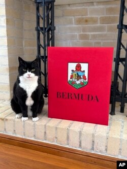 ARCHIVO - Esta fotografía difundida el martes 4 de febrero de 2025 muestra a Palmerston, exjefe cazador de ratones del Ministerio de Relaciones Exteriores de Palmerston, y ahora el principal representante de cuatro patas del Reino Unido en Bermudas.