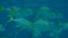 Changes in ocean and climate systems due to global warming could lead to smaller fish. (Credit: Halseike Creative Commons)