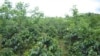Produtores fogem de leis ambientais no Brasil