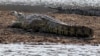 Un joueur de foot tué par un crocodile au Mozambique
