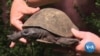 Zimbabwe Wildlife Orphanage Rescues Animals, Educates Against Poaching