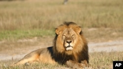 Cecil