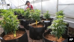 In this Feb. 7, 2014 file photo, a worker cultivates a special strain of medical marijuana known as Charlotte's Web inside a greenhouse, in Colorado Springs, Colorado.