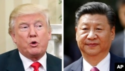 美國總統川普(左)和中國國家主席習近平(右)將於4月初在美國會晤。