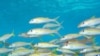 Goatfish (Mulloidicthys sp.) and striped damselfish (Dascyllus aruanus) swim at reef in Mariana Islands, Guam