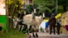 Peta Digital Bantu Warga Berlin Lacak Kambing 