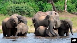 Les attaques d'éléphants ne sont pas rares dans la région. 
