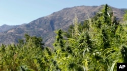 Des plants de cannabis dans le village marocain de Bni Hmed, au nord du Maroc, le 14 septembre 2014.