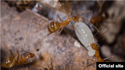 FILE - Yellow crazy ants are seen on an image posted on an official Australian government website, wettropics.gov.au.