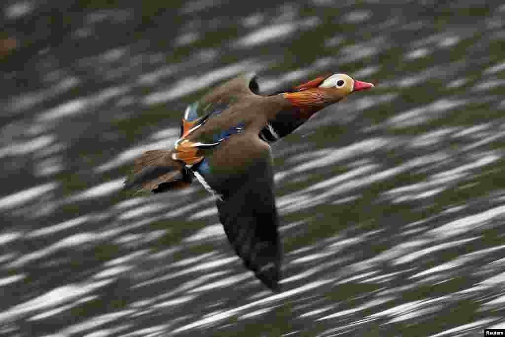 2018年12月5日，一只鸳鸯（Mandarin duck）在纽约中央公园飞翔。美国之音中文部在推特上发布的有关视频，有很多人观看。 在中国，鸳鸯是爱情忠贞、夫妻不离不弃的象征。