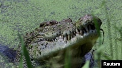 A large male crocodile watches a crowd gathered for feeding time at Darwin's Crocodile Farm located 100 kilometers south of Darwin, Australia. (2005 file photo)
