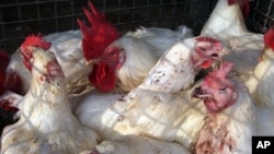 10,9 millones de aves han sido sacrificadas sanitariamente para evitar la extensión del brote. Durante esta semana, se aplicarán 90 millones de dosis de vacunación en estos animales con el mismo fin. 