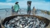 Seorang pekerja membawa ikan lemuru saat berjalan-jalan di Pantai Kelan di Badung, pulau resor Bali pada 12 Desember 2014 ini. Kondisi cuaca yang tidak stabil dan ombak yang tinggi di Selat Bali membuat nelayan kesulitan untuk menangkap ikan. (Foto: REUTE