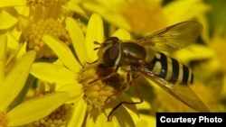 FILE - The European Union is backing a plan to extend a partial ban on insecticides that have been shown to be harmful to bees. (Photo: Adam Vanbergen))
