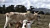 Cattle Rustling on the Rise in the American West