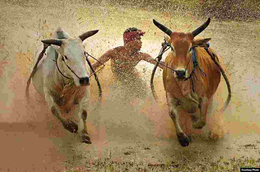 Lomba 'Pacu Jawi' berlangsung di sawah setelah musim panen. Kiriman: Dadan Ramdani (2212160). 