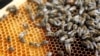 One Man’s Plan to Save Honey Bees