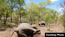 Caça furtiva em Moçambique: elefantes mortos devido ao seu valioso marfim