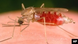 Voos de mosquitos vão ajudar os investigadores na luta contra o Paludismo