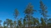 Longleaf Pine Trees Give Us More than Just Wood