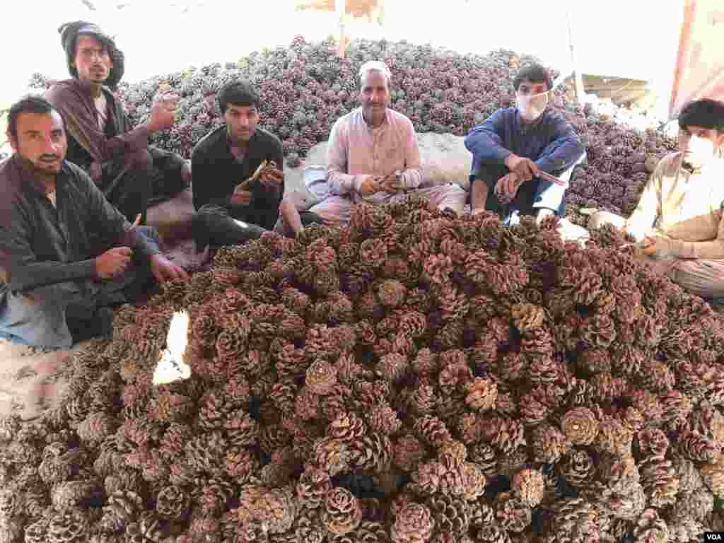 تاجروں کے مطابق پاکستان افغانستان سرحد پر باڑ لگائے جانے سے سرحد پار رہ جانے والے درختوں سے لگ بھگ ڈیڑھ لاکھ بوری چلغوزے حاصل ہوتے تھے۔