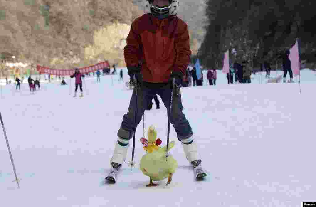 Seorang peserta lomba melakukan ski dengan seekor bebek dalam lomba 'Ski dengan hewan piaraan' di Sanmenxia, provinsi Henan, China.