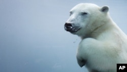 Polar bear (file photo)