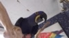 Parrots for The Price of A Car at Exotic Bird Store in Virginia