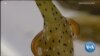 Regenerative Sea Slug Offers Distant Hope for Humans 