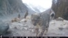 Snow Leopard Conservation Efforts Endangered by COVID-19