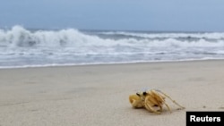A ghost crab crawls on an abandoned beach where visitors were evacuated ahead of Tropical Storm Isaias, on Hatteras Island, North Carolina, Aug. 3, 2020. 