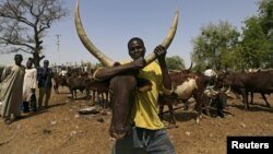 Un homme tient une vache sur le marché de bestiaux de Maiduguri au Nigeria, le 9 mars 2016. (Photo d'illustration)