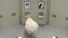 Sheep Can Recognize Human Faces