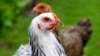 Le poulet zimbabwéen sous embargo sud-africain pour grippe aviaire