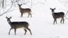 Omicron Version of COVID-19 Found in New York City Deer 