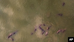 Hippos stay submerged in the lake at Napoles Park in Puerto Triunfo, Colombia, Wednesday, Feb. 12, 2020. The rapid growth of hippo numbers, who were brought to the country by infamous drug lord Pablo Escobar for his personal collection, has authorities worried that residents could be attacked, the 3-ton animals can be aggressive and kill more people per year in Africa than any other wildlife species.