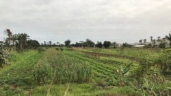 Novo programa visa quase que duplicar produção de produtos agrícolas - 2:50