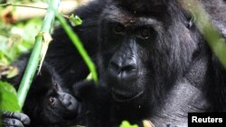 Un gorille de Grauer berce un jeune dans le parc national de Kahuzi-Biega au Sud-Kivu, dans l'est de la République démocratique du Congo, le 5 novembre 2012.