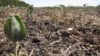 Organizações apostam na educação ambiental para combater a seca no Huambo