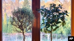 This undated photo shows a rosemary plant, left, and a Bay Laurel, right, in New Paltz, NY. Rosemary is an herb ideal for growing on a windowsill in winter, provides aroma, flavoring and beauty. (Lee Reich via AP)