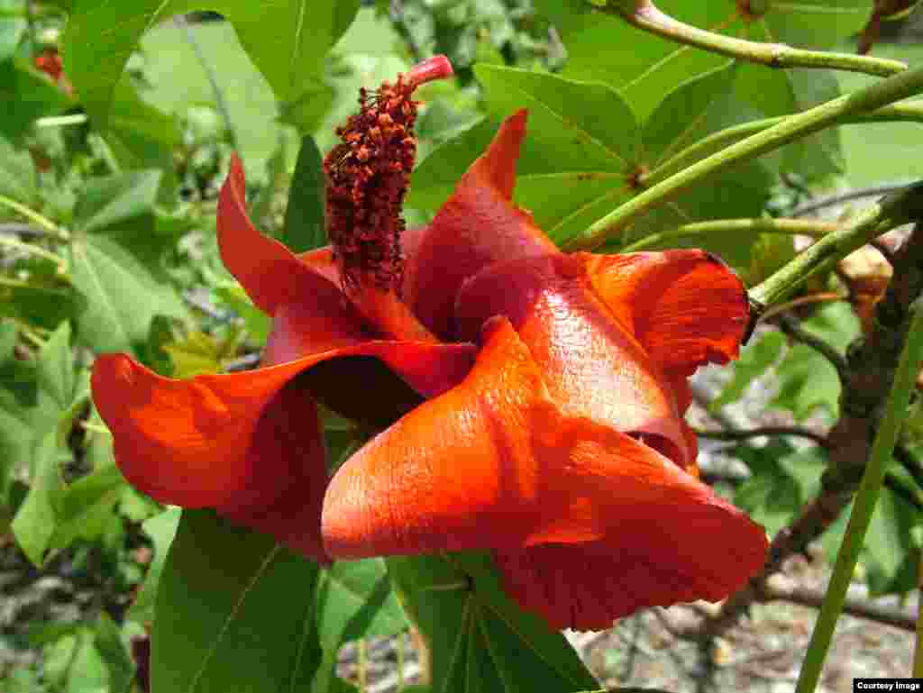 The sap of the incredibly rare Hawaii tree cotton has been used by native Hawaiians to make red dyes for fishnets and its bark was used to treat thrush. (Photo by Anya Tagawa)