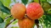 'Apple-Polishers' Often Become the 'Teacher's Pet'