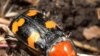 La hembra del escarabajo de tierra (Nicrophorus americanus) iniciando la excavación de un túnel.