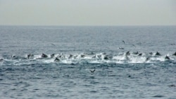 Killer Whales Attack Dolphins on Japan Coast