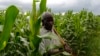 Climate Extremes, Policy Confuse Crop Choices for Malawi Farmers