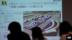 The Images of elephant's tusks are seen on a screen as WWF Japan held a press conference at Foreign Press Center in Tokyo, Wednesday, Dec. 20, 2017. (AP Photo/Shizuo Kambayashi) 