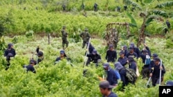 FILE - Police stand guard as farmers hired to uproot coca shrubs work as part of a manual eradication program in San Miguel, Colombia.